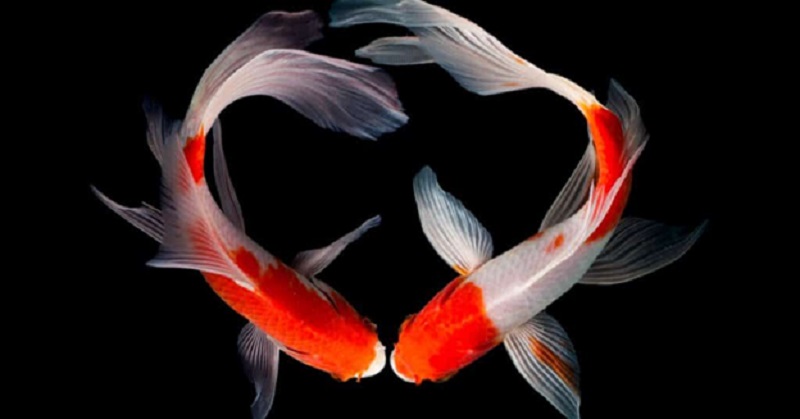 Butterfly Koi: Basic Facts to Know