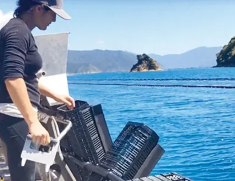 How Oyster Baskets Are Revolutionizing Australian Shellfish Farming